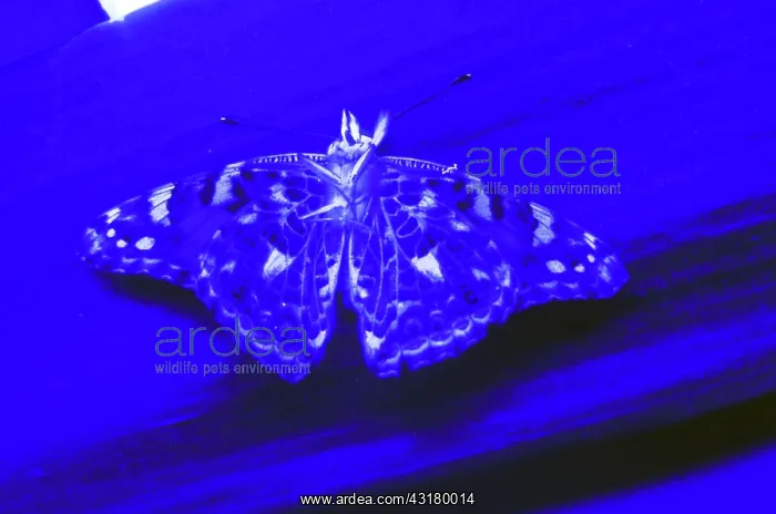 : Butterfly under UV Light : Butterfly under UV Light