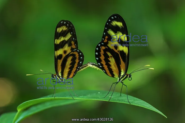 : butterfly, Variable Tigerwing, mating, Rio Claro : butterfly, Variable Tigerwing, mating, Rio Claro