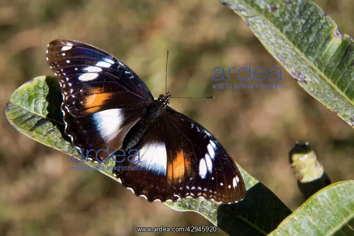 : Butterfly - Varied Eggfly / Common Eggfly / Blue : Butterfly - Varied Eggfly / Common Eggfly / Blue