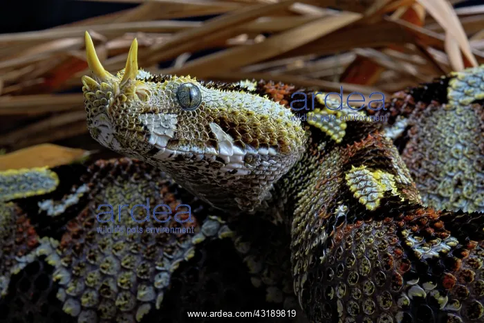 : Butterfly Viper (Bitis nasicornis) Africa : Butterfly Viper (Bitis nasicornis) Africa