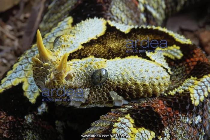 : Butterfly Viper (Bitis nasicornis) Africa : Butterfly Viper (Bitis nasicornis) Africa