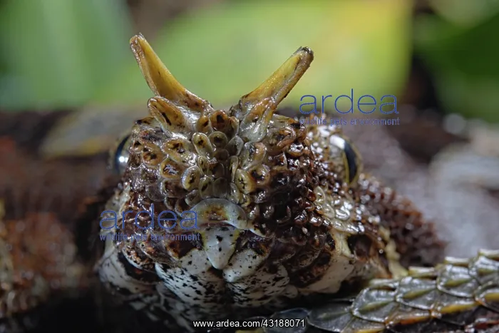 : Butterfly viper (Bitis nasicornis) Ghana : Butterfly viper (Bitis nasicornis) Ghana