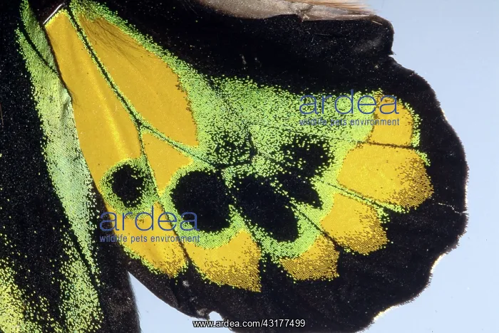 : Butterfly Wing Scales : Butterfly Wing Scales