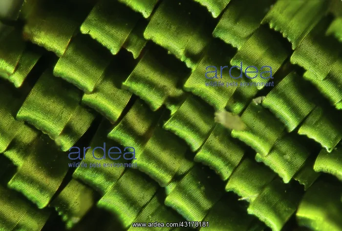 : Butterfly wing scales : Butterfly wing scales