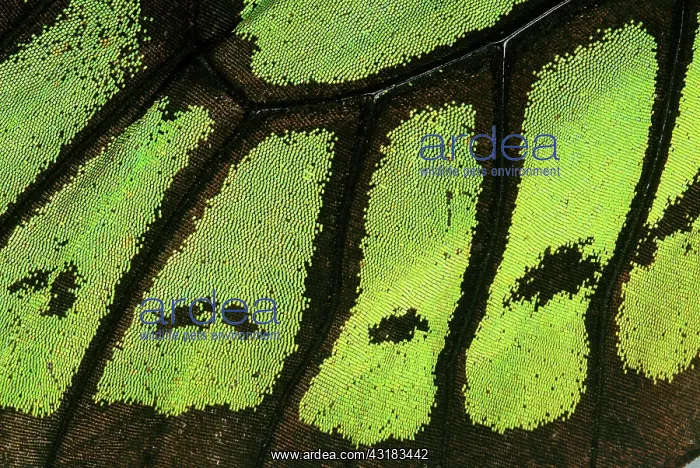 : Butterfly Wing Scales : Butterfly Wing Scales