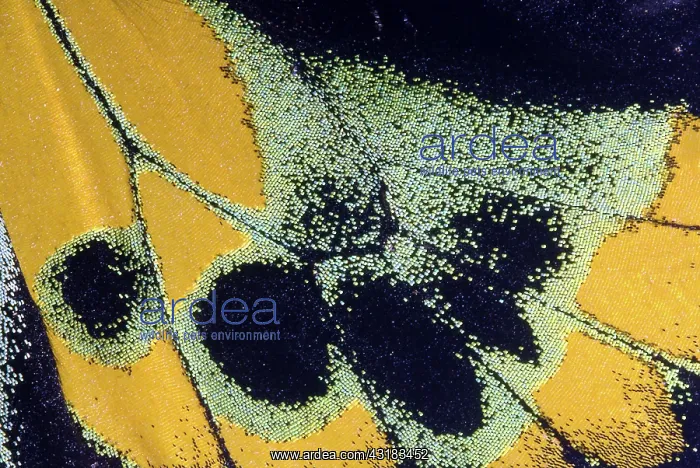 : Butterfly Wing Scales : Butterfly Wing Scales