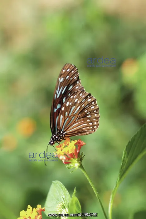 : Butterflyonflower : Butterflyonflower