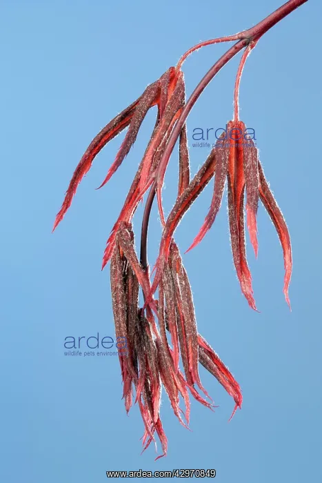 : Butterly Maple - young leaves in spring : Butterly Maple - young leaves in spring