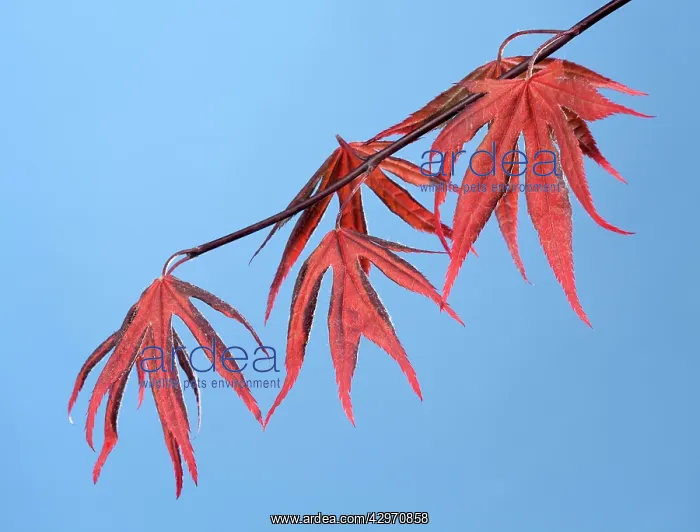 : Butterly Maple - young leaves in spring : Butterly Maple - young leaves in spring