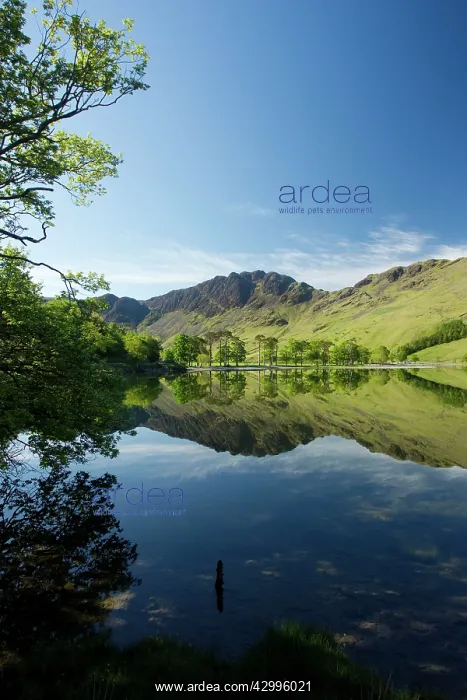 : Buttermere - Fells reflected in lake : Buttermere - Fells reflected in lake