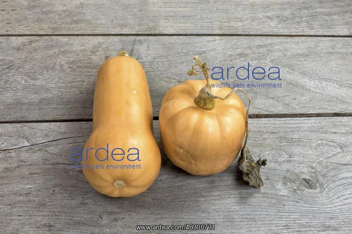 : Butternut squash butternut on a wooden table : Butternut squash butternut on a wooden table