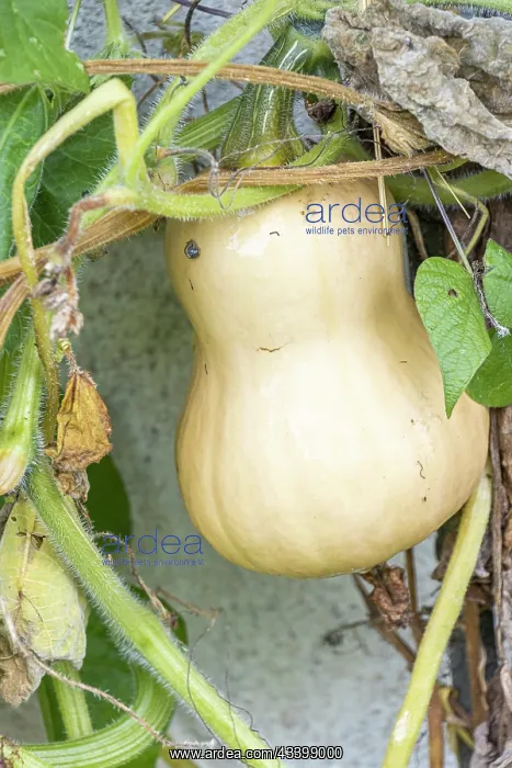 : Butternut squash, Cucurbita moschata Early Butternut : Butternut squash, Cucurbita moschata Early Butternut