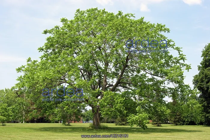 : Butternut Tree : Butternut Tree