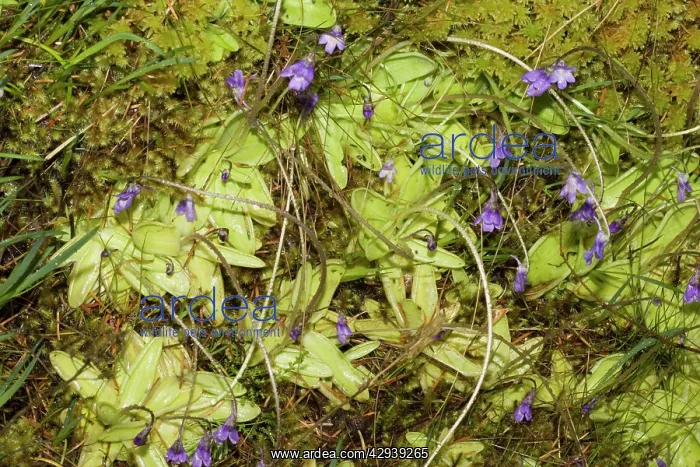 : Butterwort : Butterwort