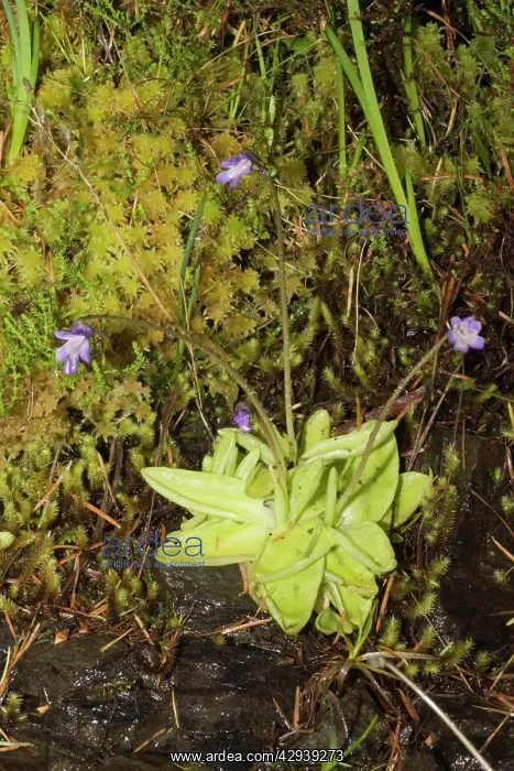 : Butterwort : Butterwort