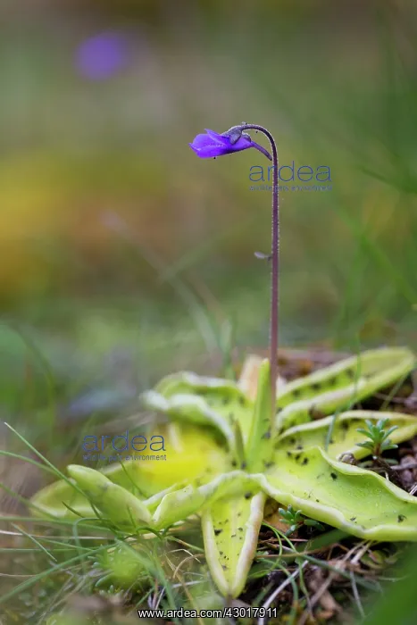 : Butterwort in flower : Butterwort in flower