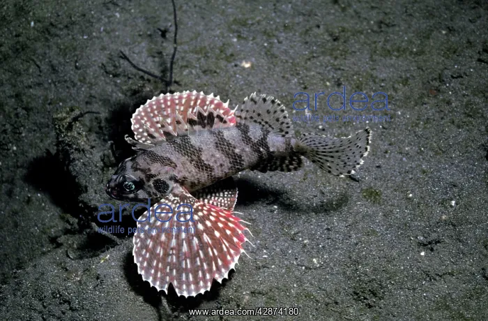 : Buttetfly Wing Scorpionfish : Buttetfly Wing Scorpionfish