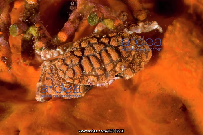 : Button crab, Paractaea monodi, on encrusting red sponge, Pon : Button crab, Paractaea monodi, on encrusting red sponge, Pon