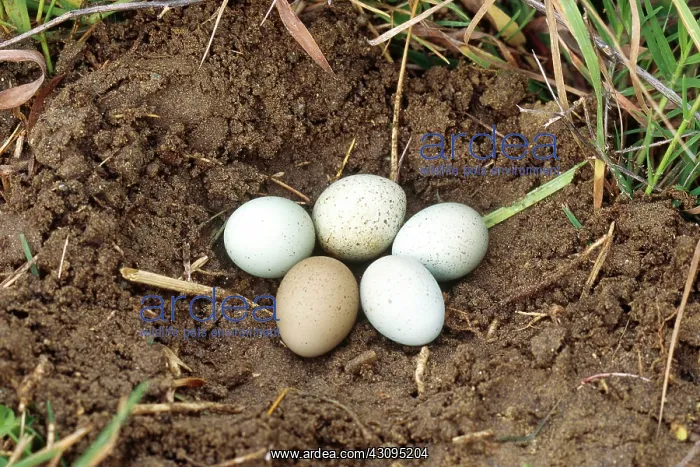 : Button Quail Eggs : Button Quail Eggs