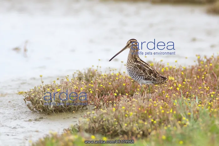 : Button Weed : Button Weed