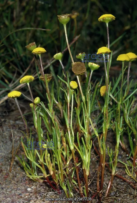 : Button Weed / Water Buttons : Button Weed / Water Buttons