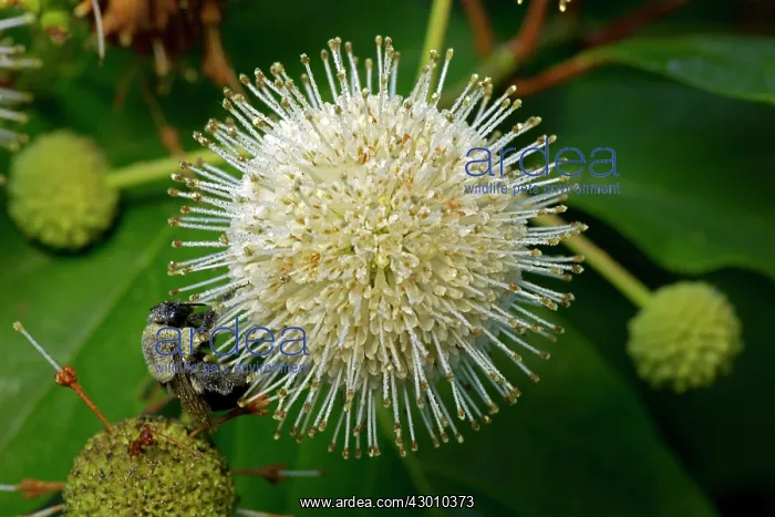 : Buttonbush with Bumblebee seeking nectar : Buttonbush with Bumblebee seeking nectar