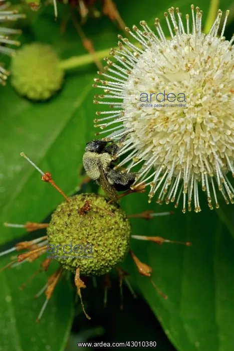 : Buttonbush with Bumblebee seeking nectar : Buttonbush with Bumblebee seeking nectar