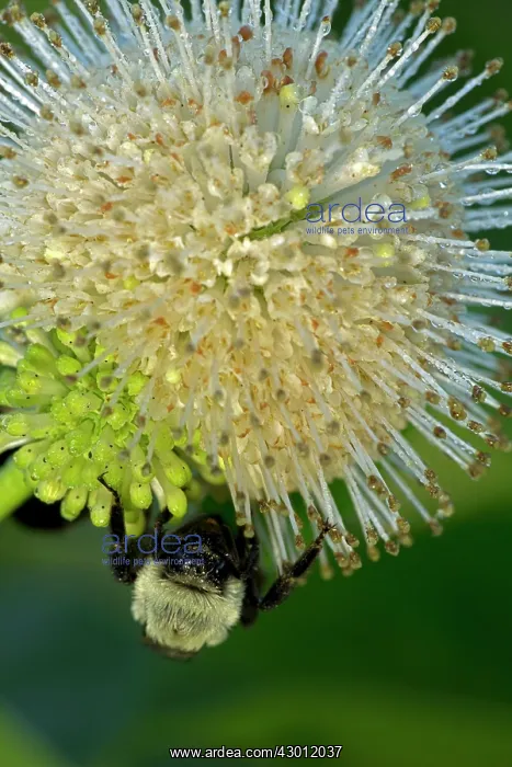 : Buttonbush with Bumblebee seeking nectar : Buttonbush with Bumblebee seeking nectar