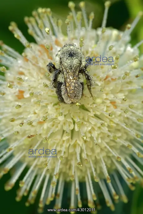 : Buttonbush with Bumblebee seeking nectar and carrying pollen : Buttonbush with Bumblebee seeking nectar and carrying pollen