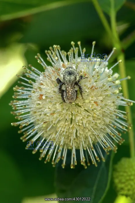 : Buttonbush with Bumblebee seeking nectar and carrying pollen : Buttonbush with Bumblebee seeking nectar and carrying pollen
