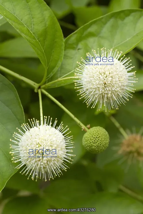 : Buttonbush (Cephalanthus occidentalis) : Buttonbush (Cephalanthus occidentalis)