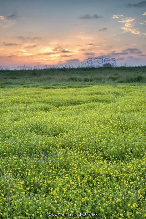 : Buttonweed on Norfolk marsh - Norfolk UK : Buttonweed on Norfolk marsh - Norfolk UK