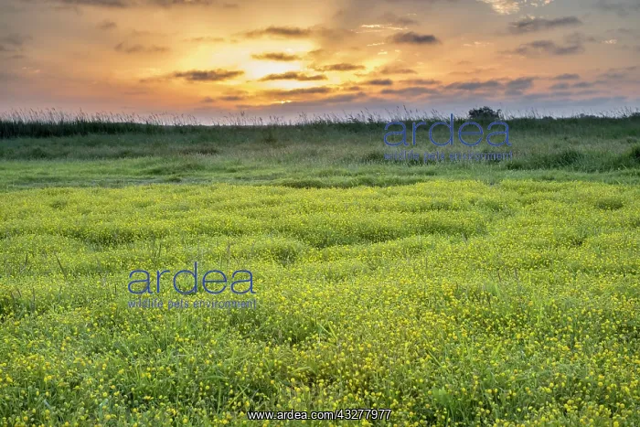 : Buttonweed on Norfolk marsh - Norfolk UK : Buttonweed on Norfolk marsh - Norfolk UK