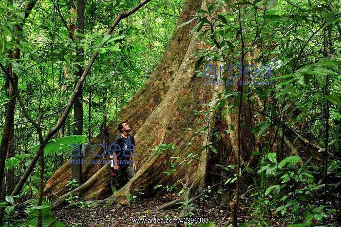 : Buttress root of a fig tree with person to show scale : Buttress root of a fig tree with person to show scale