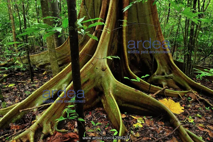 : Buttress root - Red-Stem Fig Tree : Buttress root - Red-Stem Fig Tree