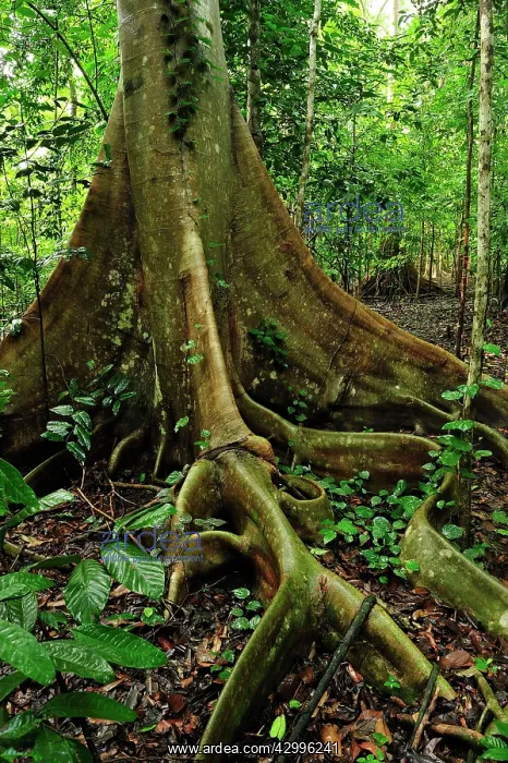 : buttress root - Red-Stem Fig Tree : buttress root - Red-Stem Fig Tree