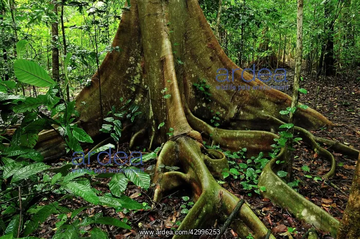: Buttress root - Red-Stem Fig Tree : Buttress root - Red-Stem Fig Tree