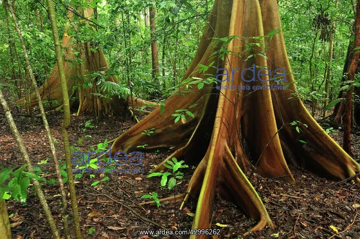 : buttress root - Red-Stem Fig Tree : buttress root - Red-Stem Fig Tree