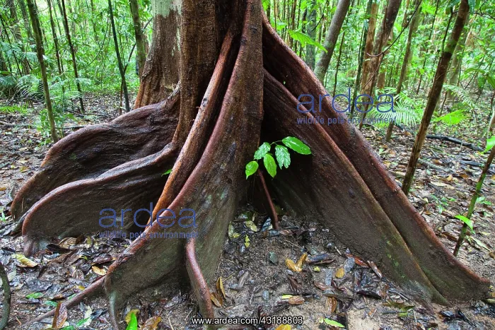 : Buttress Root, Spurwood (Dysoxylum pettigrewianum) : Buttress Root, Spurwood (Dysoxylum pettigrewianum)