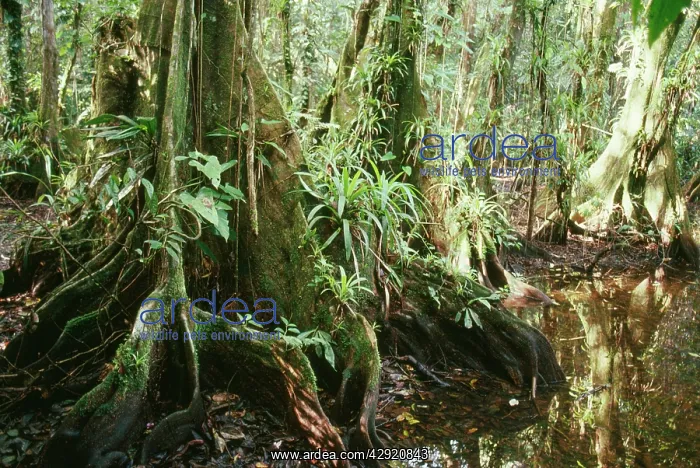  : Buttress Roots - in Belize jungle