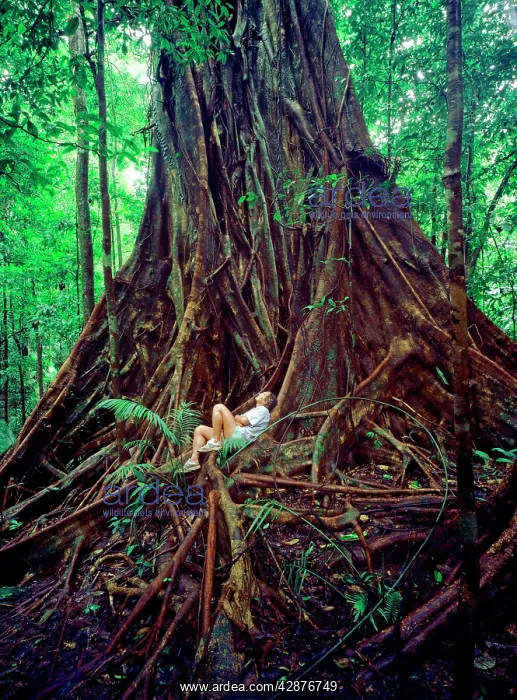 : Buttress Roots of tree in Queensland Rainforest : Buttress Roots of tree in Queensland Rainforest
