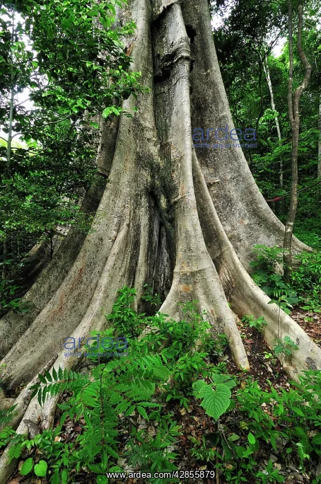 : Buttress tree trunk : Buttress tree trunk