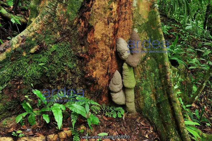 : Buttressed tree with Phallus Termite Mounds : Buttressed tree with Phallus Termite Mounds