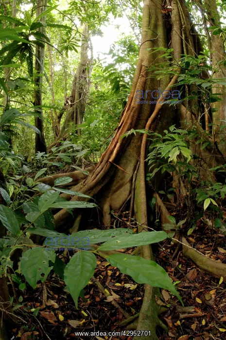 : A buttressed tree trunk, typical in rainforest : A buttressed tree trunk, typical in rainforest
