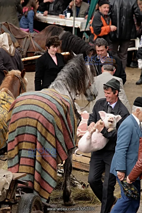 : Buyer Pork Cattle Market of Albac Mountains Apuseni Roumania : Buyer Pork Cattle Market of Albac Mountains Apuseni Roumania