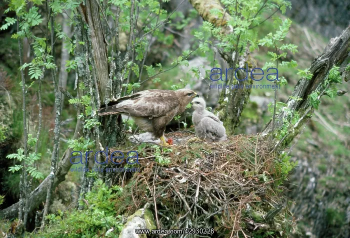 : BUZZARD - adult with chick at nest : BUZZARD - adult with chick at nest