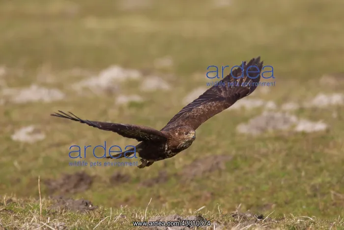 : Buzzard - adult in flight : Buzzard - adult in flight