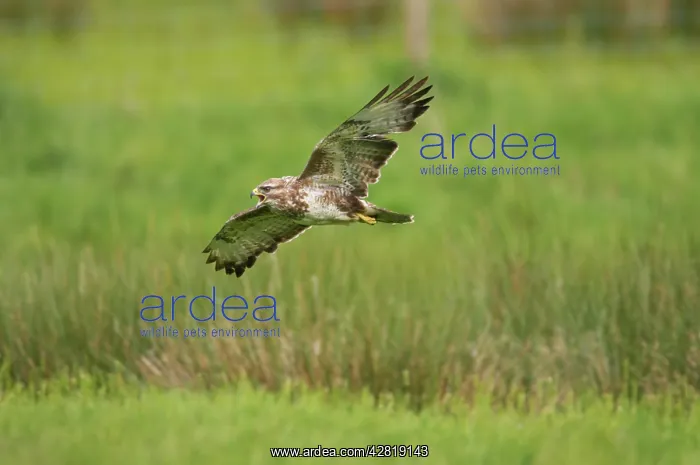 : Buzzard - calling in flight : Buzzard - calling in flight