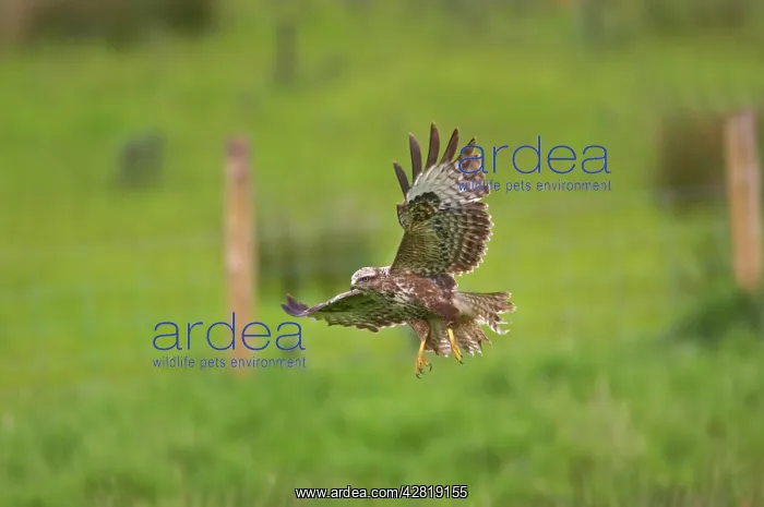 : Buzzard - coming in to land in field : Buzzard - coming in to land in field