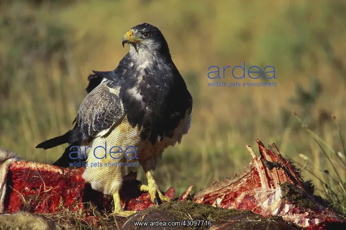 : Buzzard Eagle : Buzzard Eagle